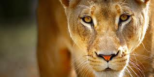 lioness up close