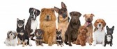13060551-group-of-twelve-dogs-sitting-in-front-of-a-white-background