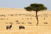 11599194-plains-zebras-equus-quagga-and-gnus-in-masai-mara-kenya