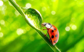ladybug3